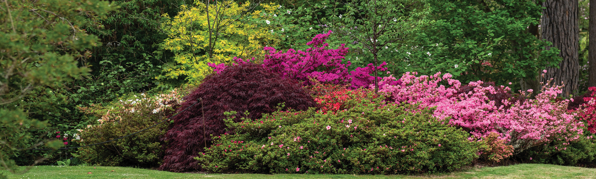 Sureau - Sambucus