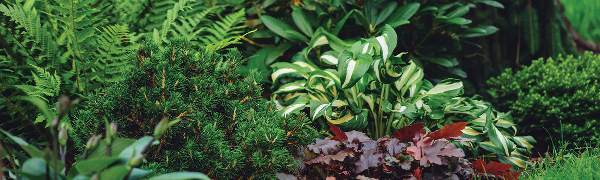 Plantes vivaces d'ombre