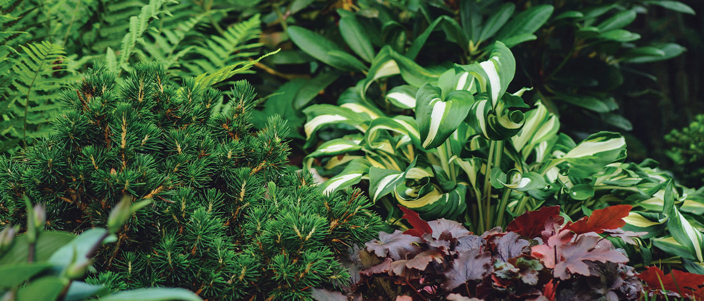 Plantes vivaces d'ombre