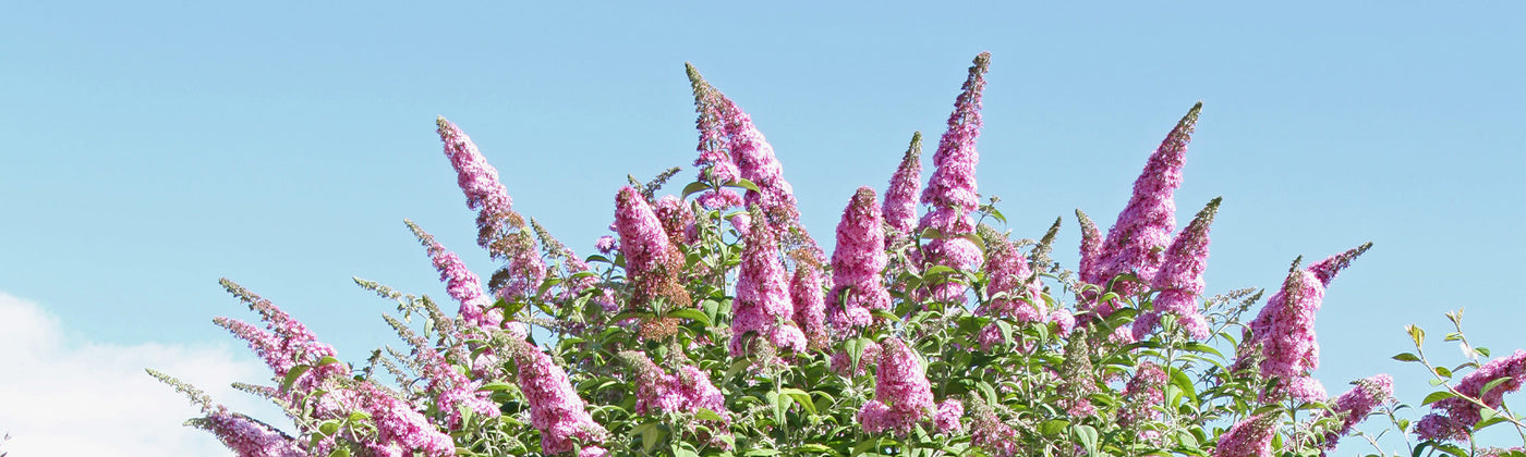 Arbres aux papillons