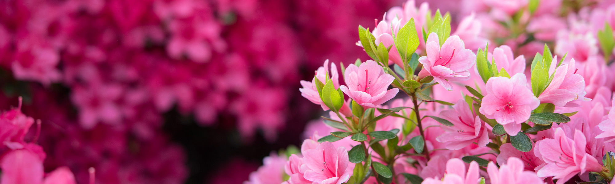 Azalée molle - Azalea mollis