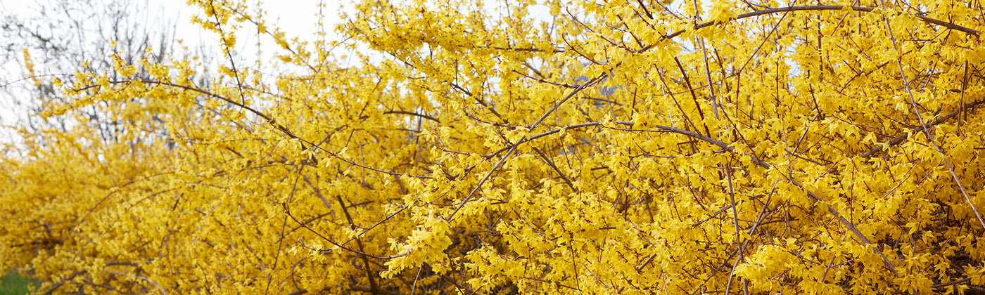 Forsythias