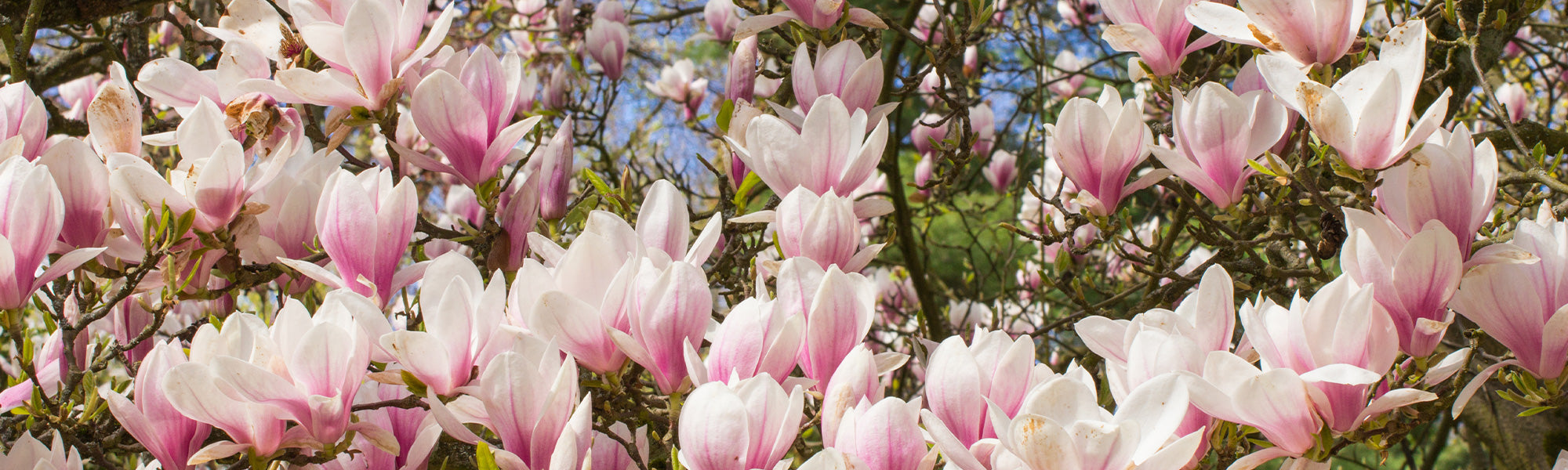Magnolia de Soulange - Magnolia soulangeana