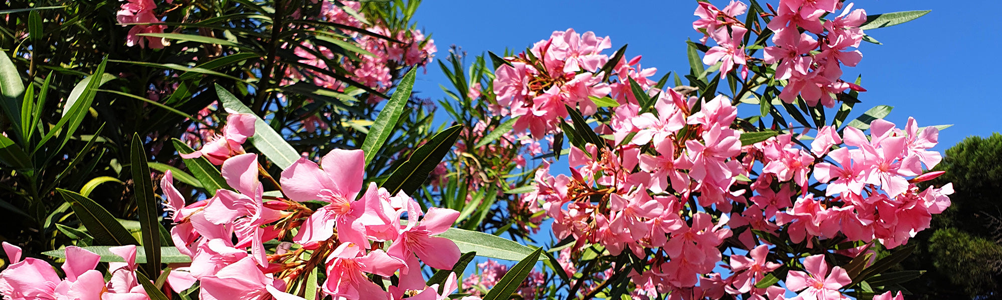 Laurier-rose - Nerium oleander