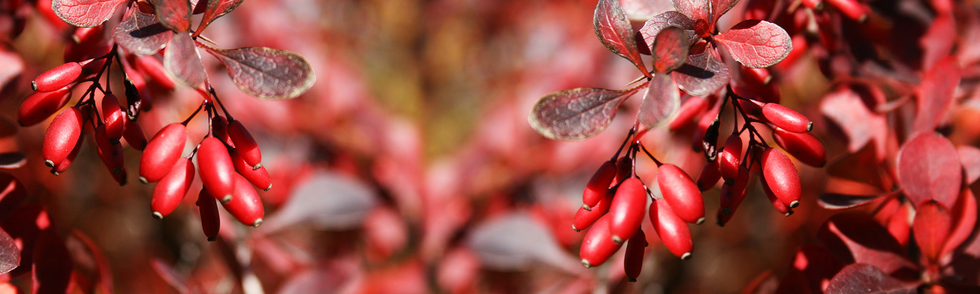 Épine-vinette de Thunberg - Berberis thunbergii