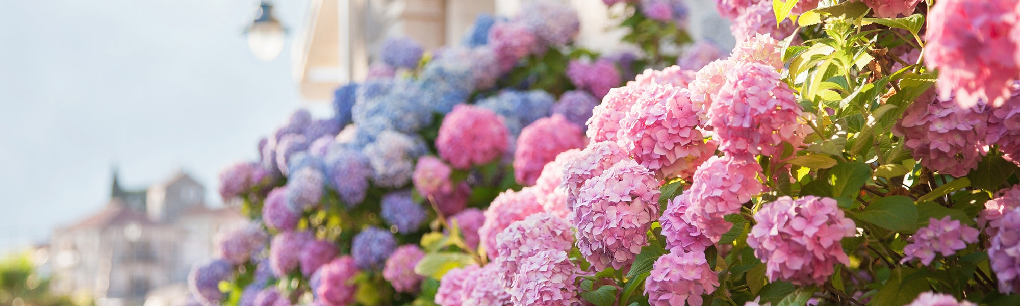 Hortensia arborescent - Hydrangea arborescens
