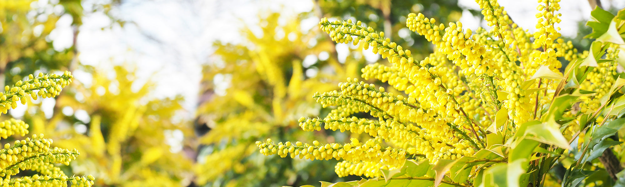 Mahonia à larges bractées - Mahonia eurybracteata