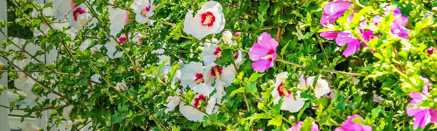 Hibiscus