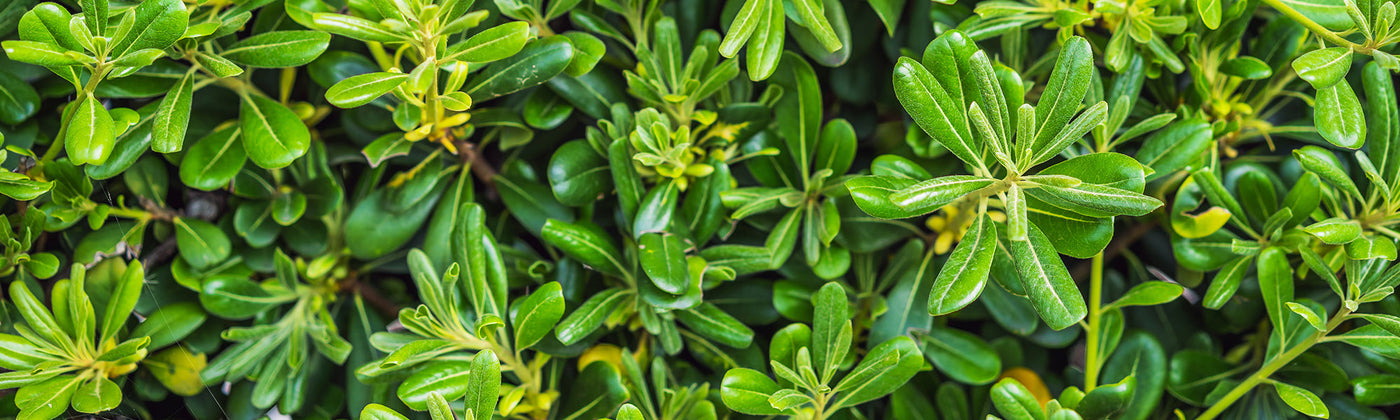 Pittosporums