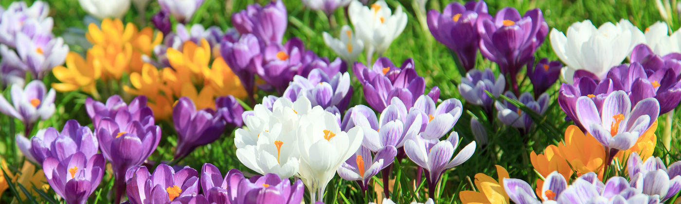Crocus