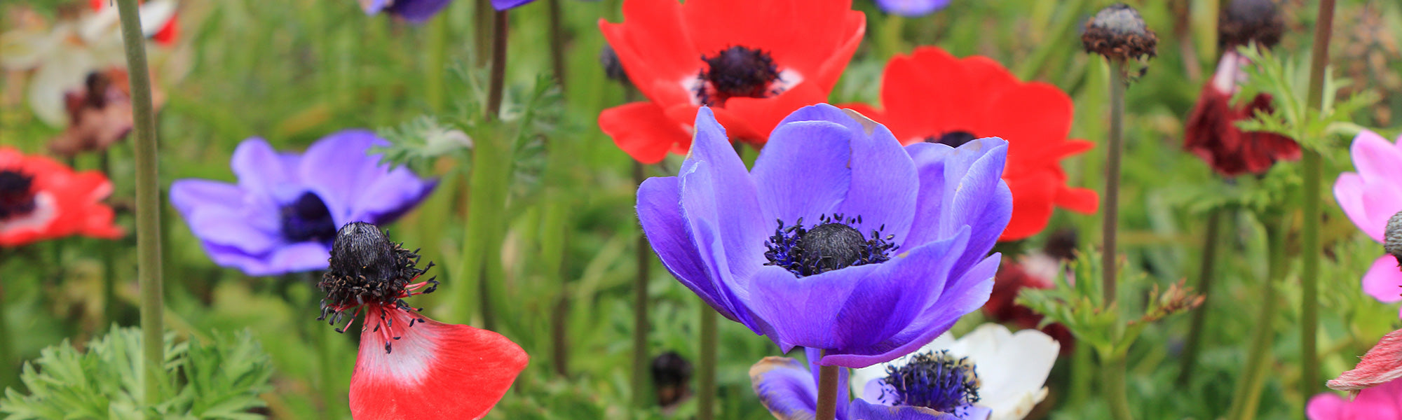 Anémone de Grèce - Anemone blanda