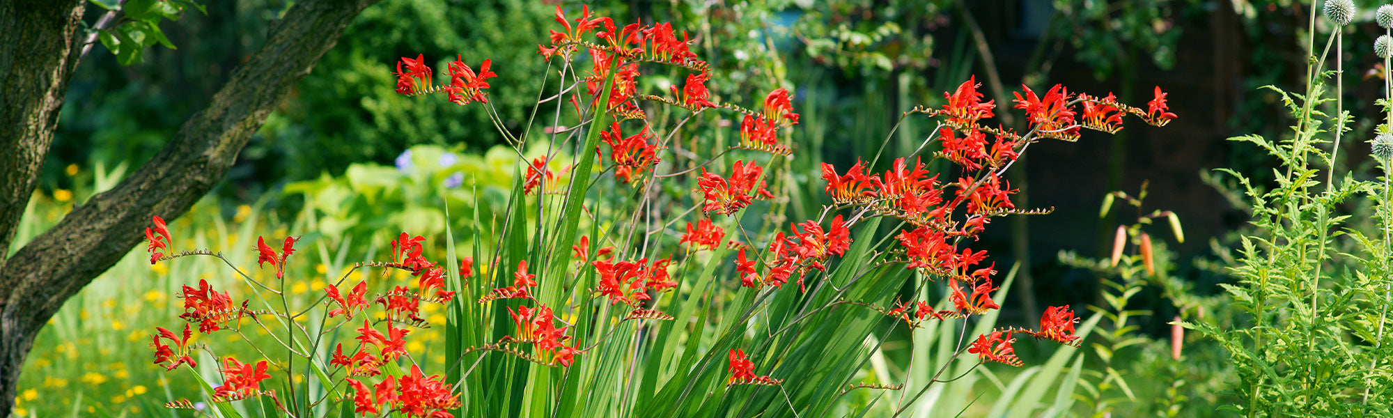 Crocosmia dorée - Crocosmia aurea