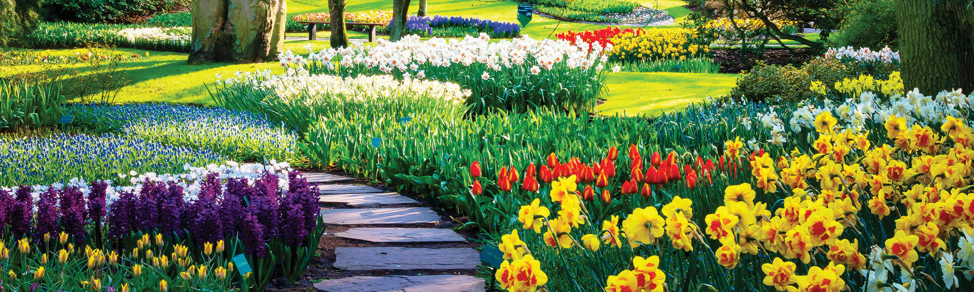 Muscari bleu ciel - Pseudomuscari azureum