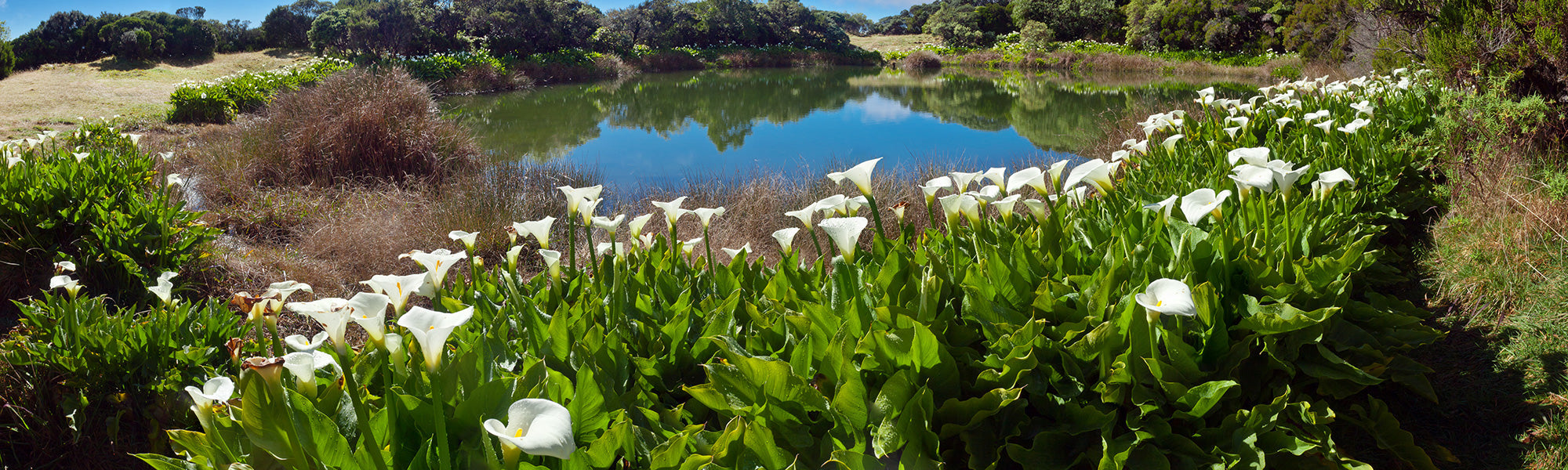 Calla rose - Zantedeschia rehmannii