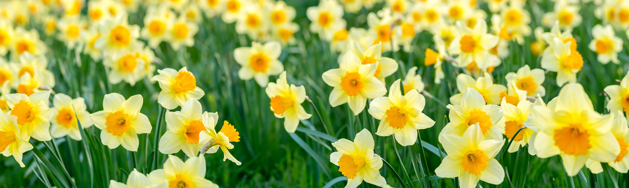 Narcisse tazette - Narcissus tazetta