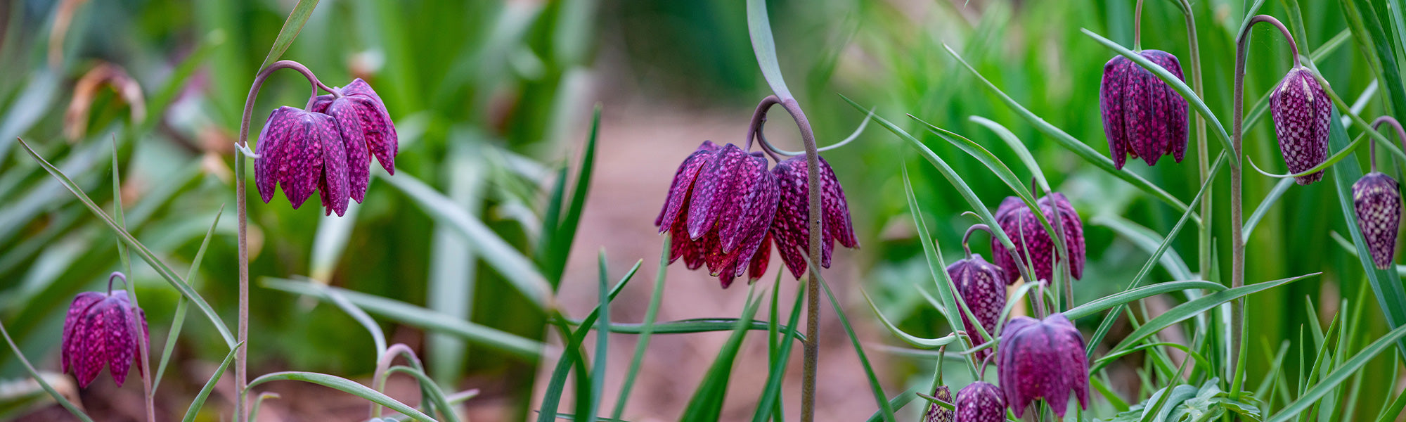 Fritillaire impériale - Fritillaria imperialis
