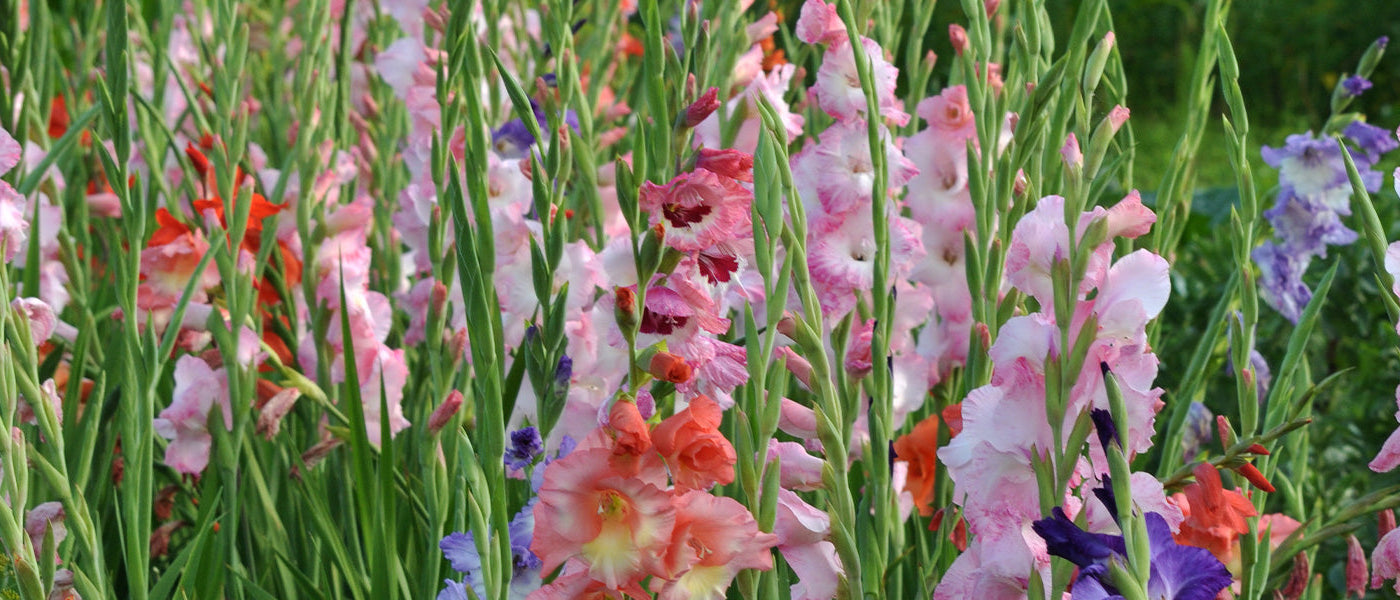 Glaïeul de Byzance - Gladiolus byzantinus