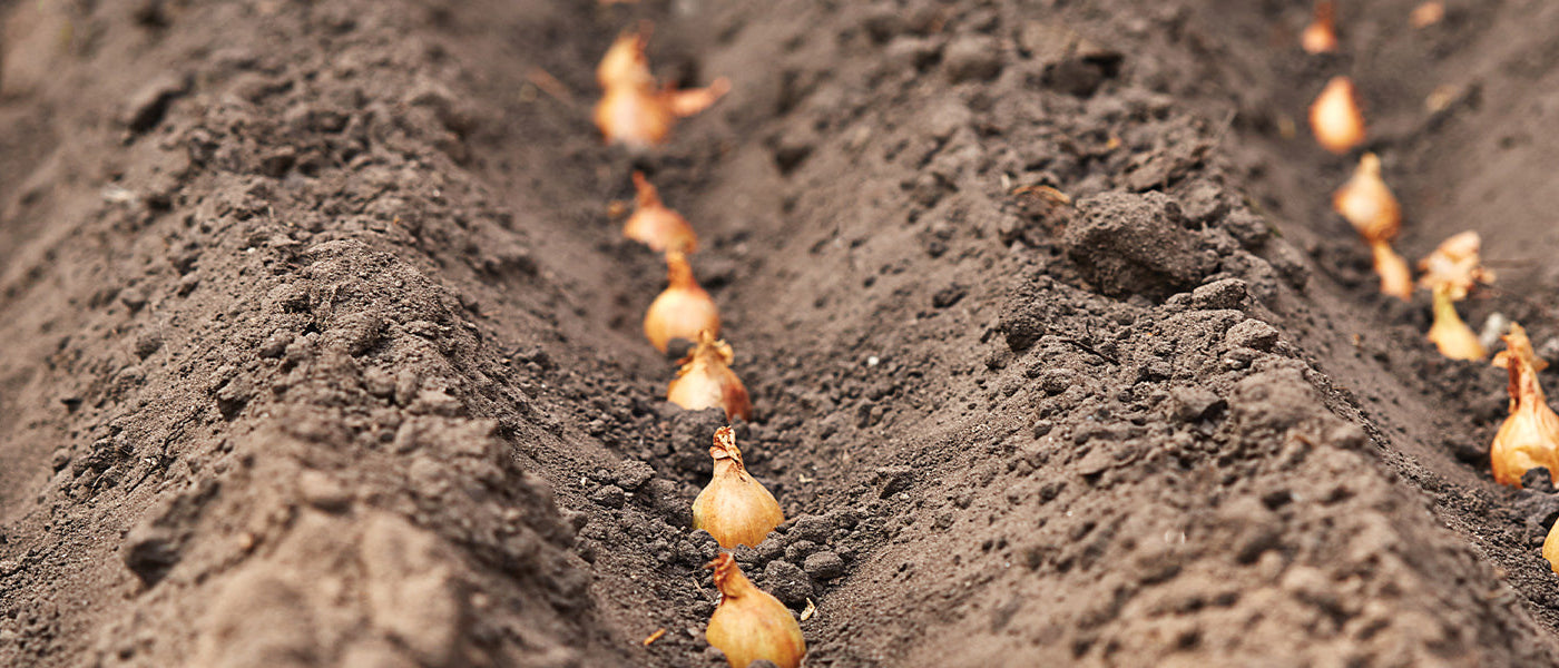 Bulbes potagers et tubercules