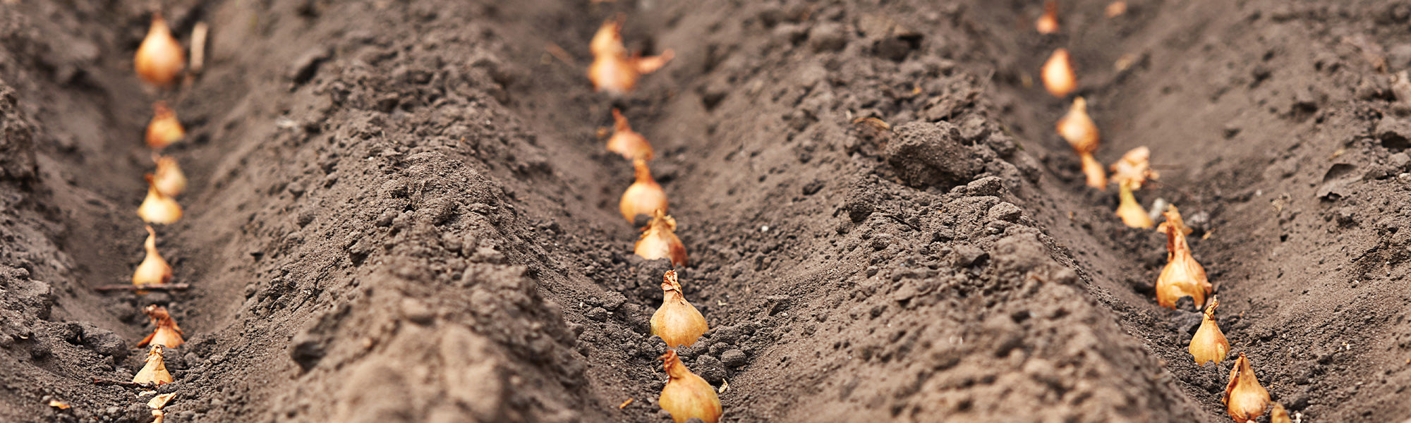 Bulbes potagers et tubercules