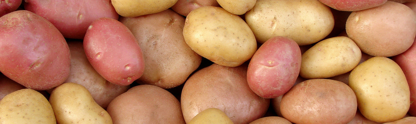 Plants de Pommes de Terre