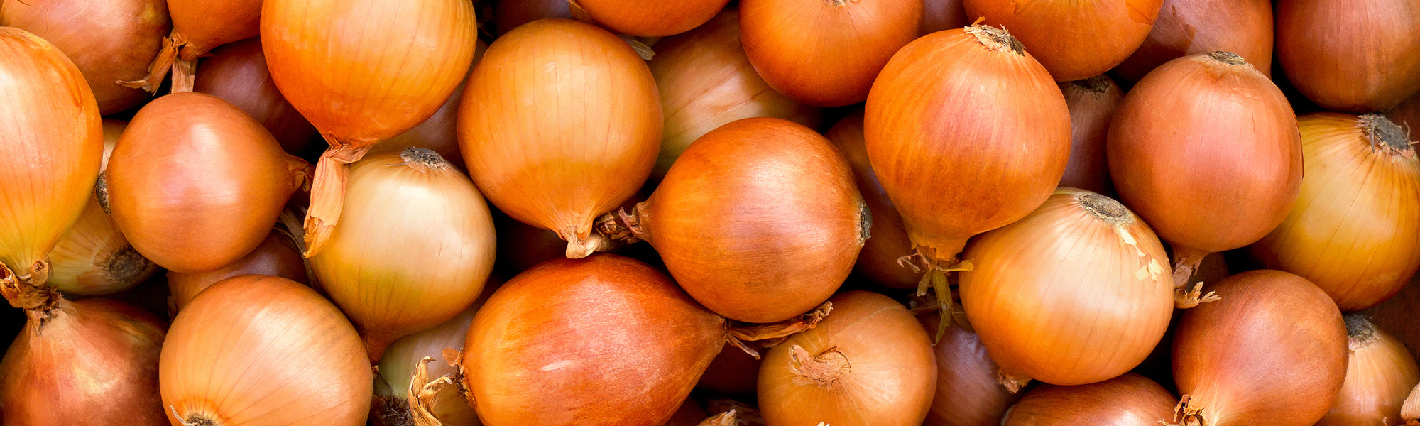 Bulbes d'oignons
