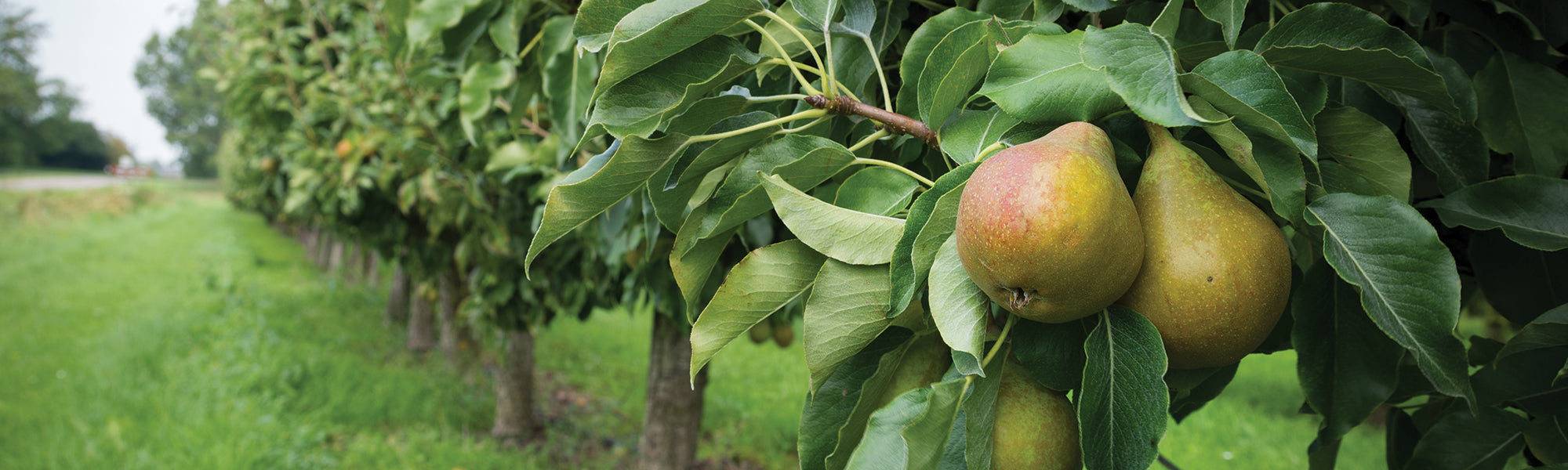 Poirier asiatique - Pyrus pyrifolia