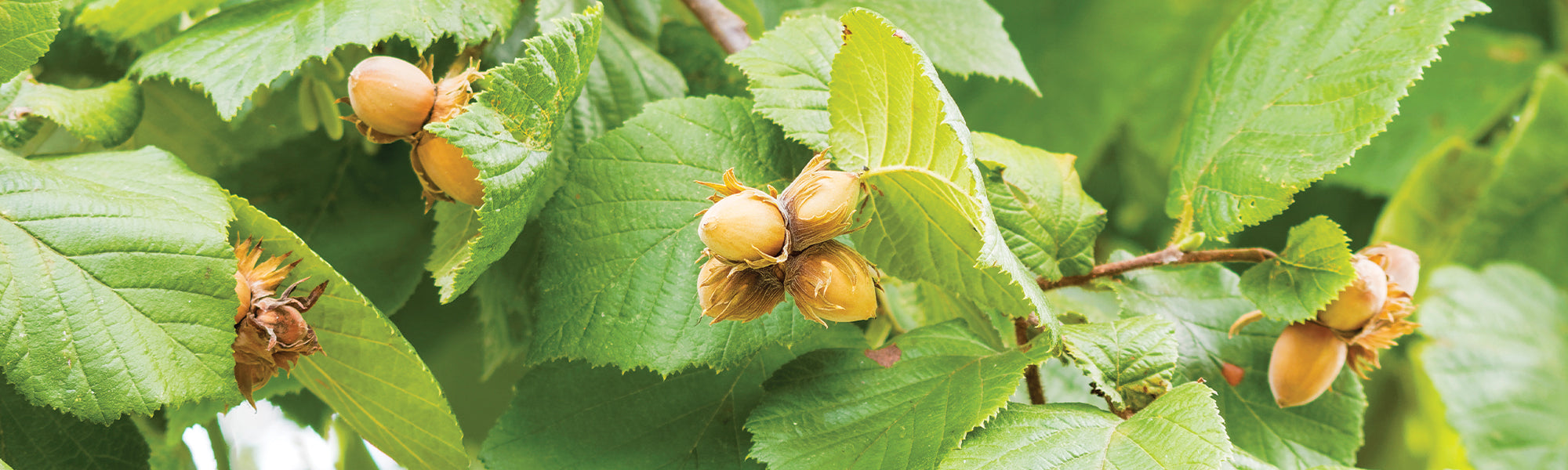 Noisetier de Lombardie - Corylus maxima