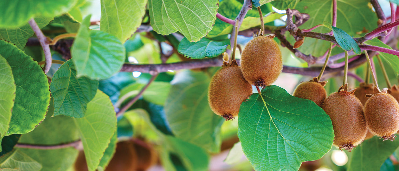 Actinidia Kiwi