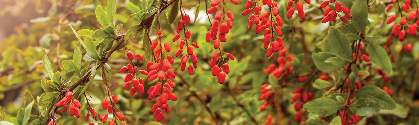 Goji