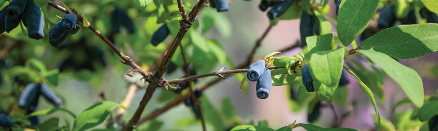 Fruitiers originaux