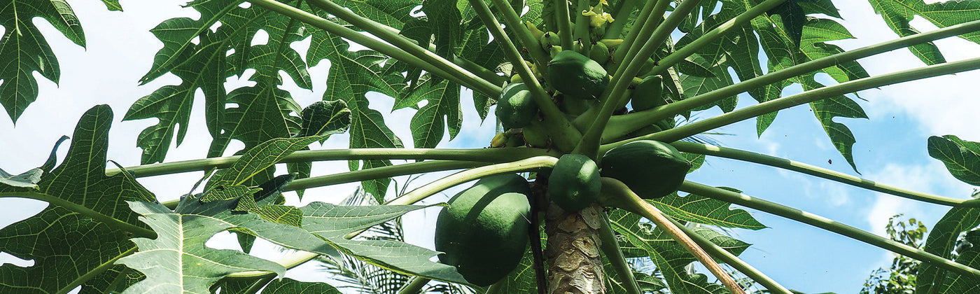 Arbres fruitiers exotiques