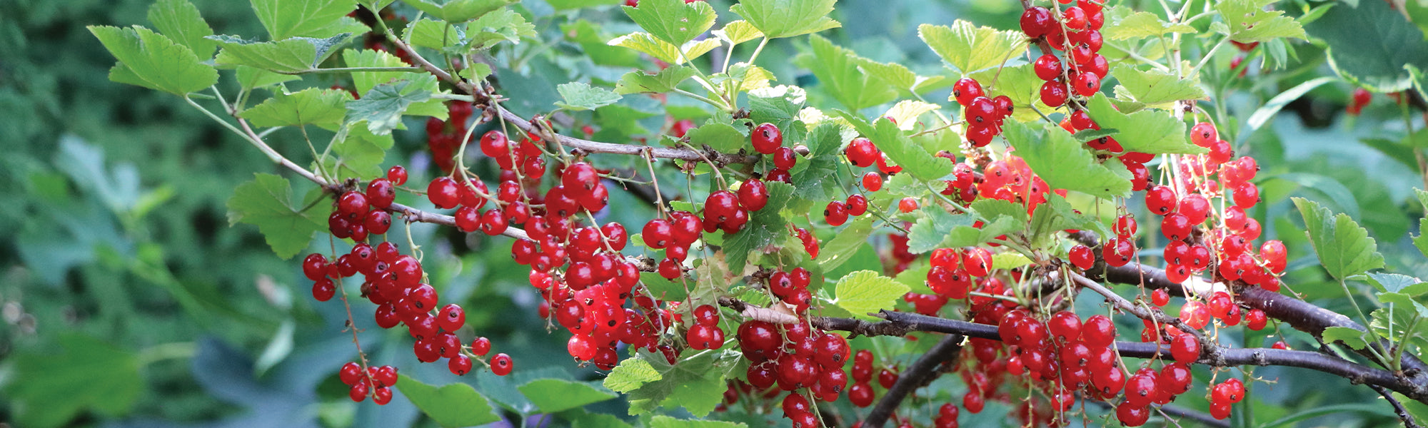 Groseillier à grappes - Ribes rubrum