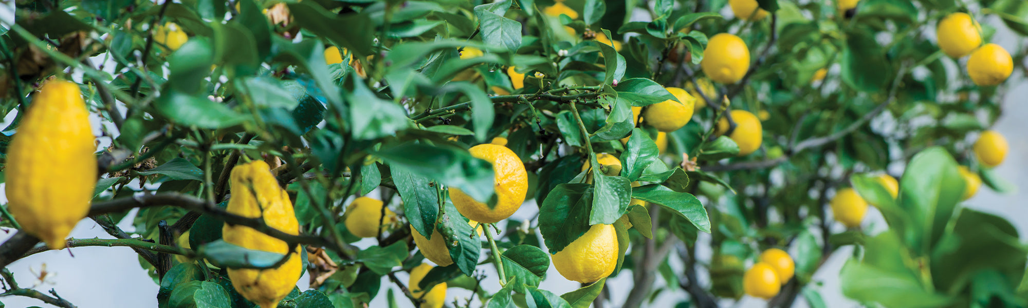 Mandarine - Citrus reticulata