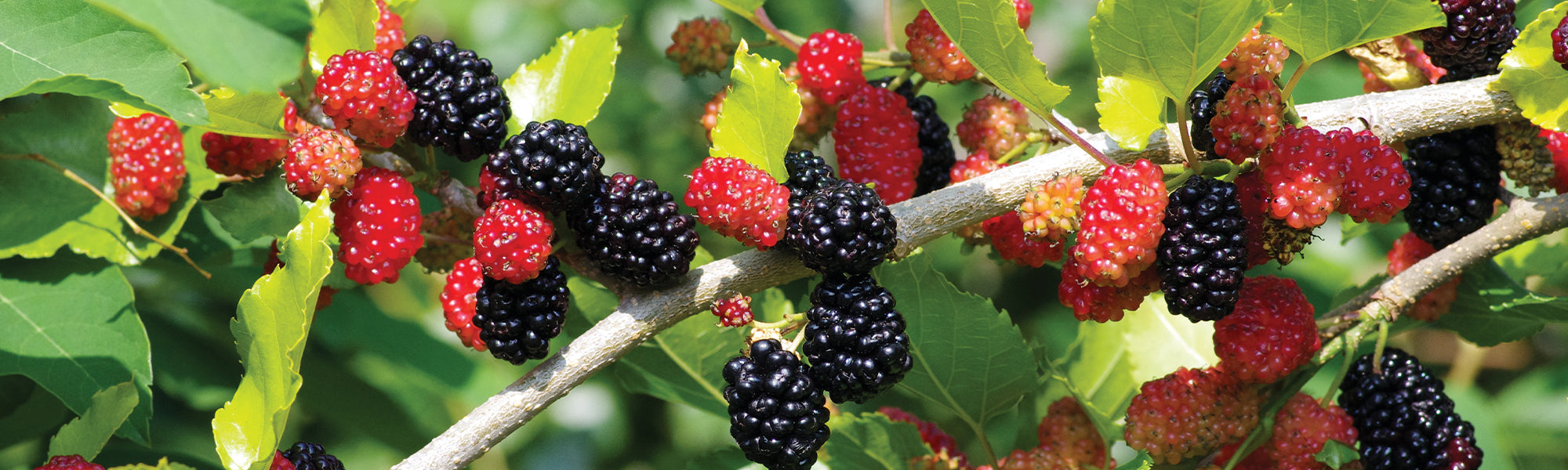 Mûrier blanc - Morus alba