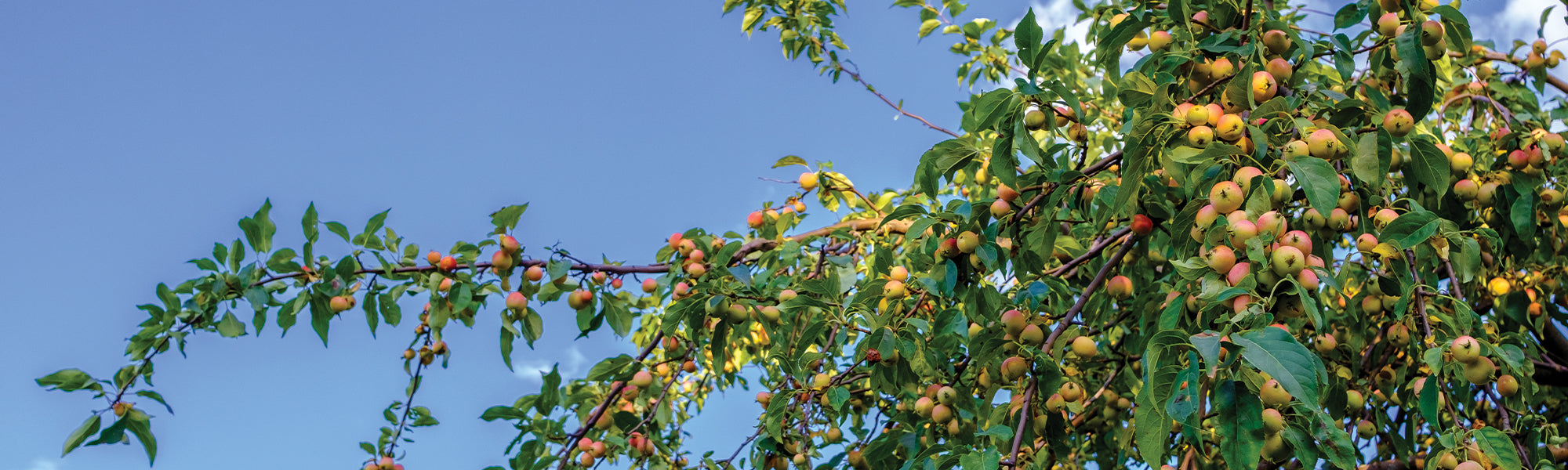 Grands fruitiers