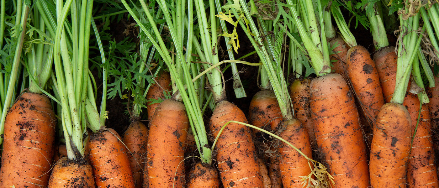 Carotte - Daucus carota