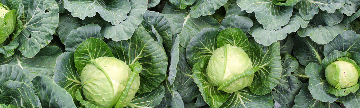 Chou commun - Brassica oleracea