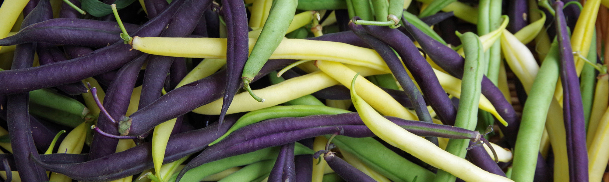 Haricots nains mangetout