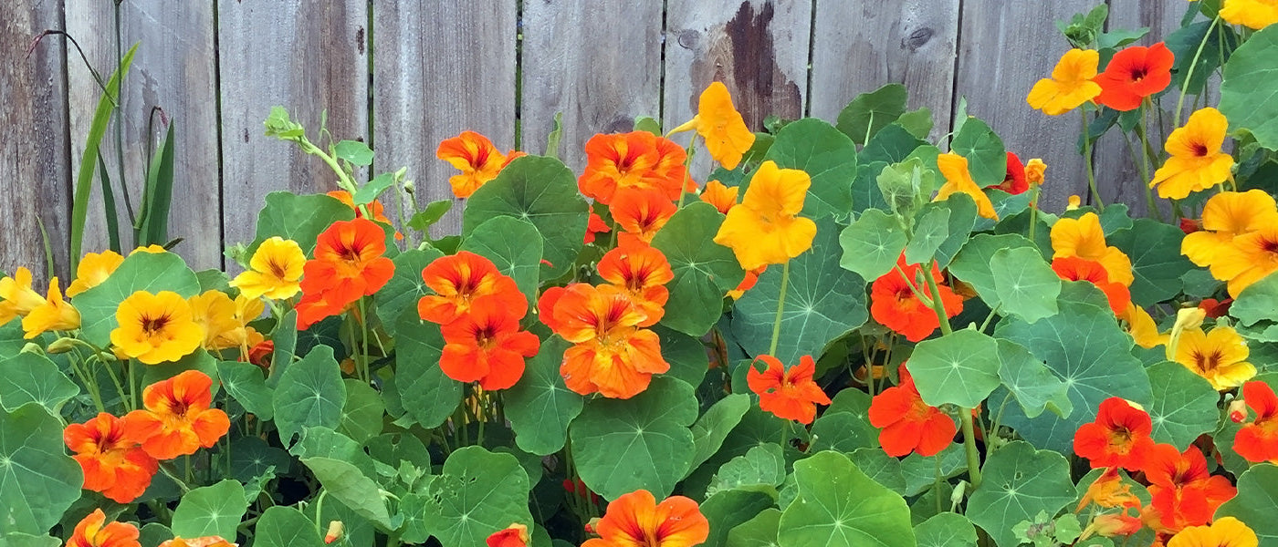 Capucine tubéreuse - Tropaeolum tuberosum