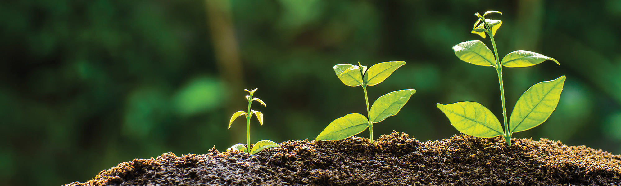 Œillet d'Inde - Tagetes erecta
