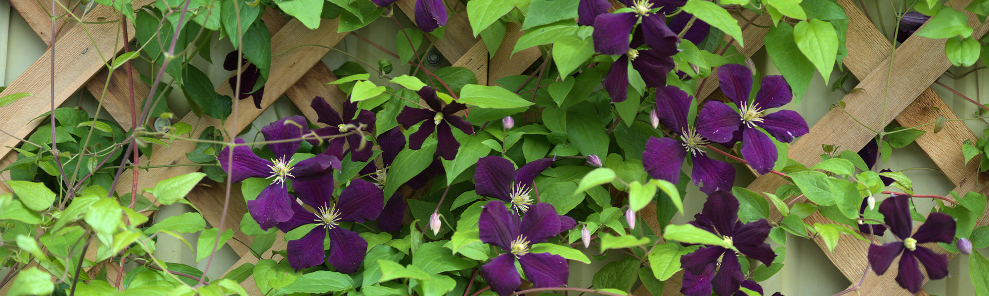 Clématite tangutique - Clematis tangutica