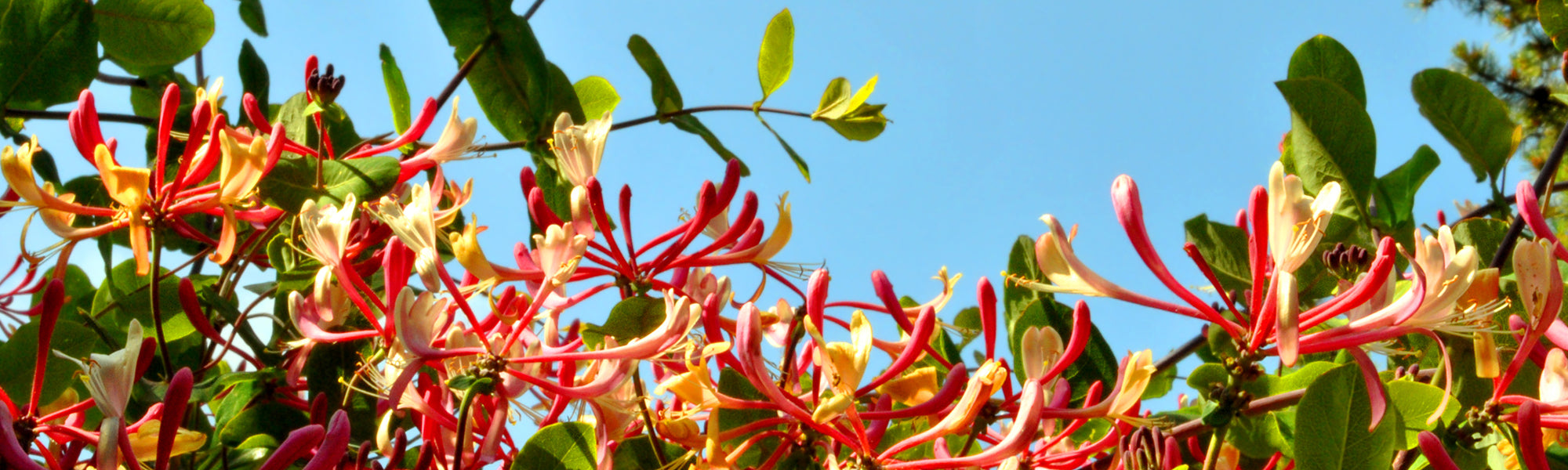 Chèvrefeuille du Japon - Lonicera japonica