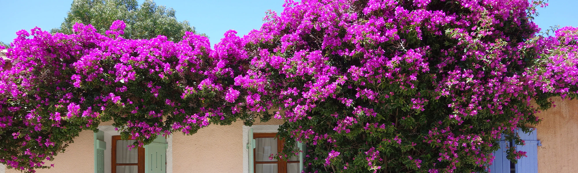 Bougainvillée remarquable - Bougainvillea spectabilis