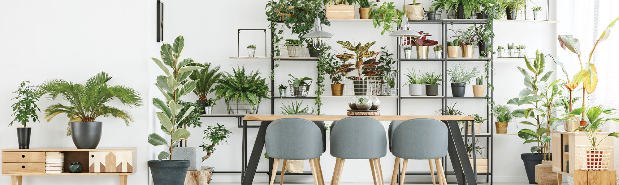 Pilea glauque - Pilea glaucophylla