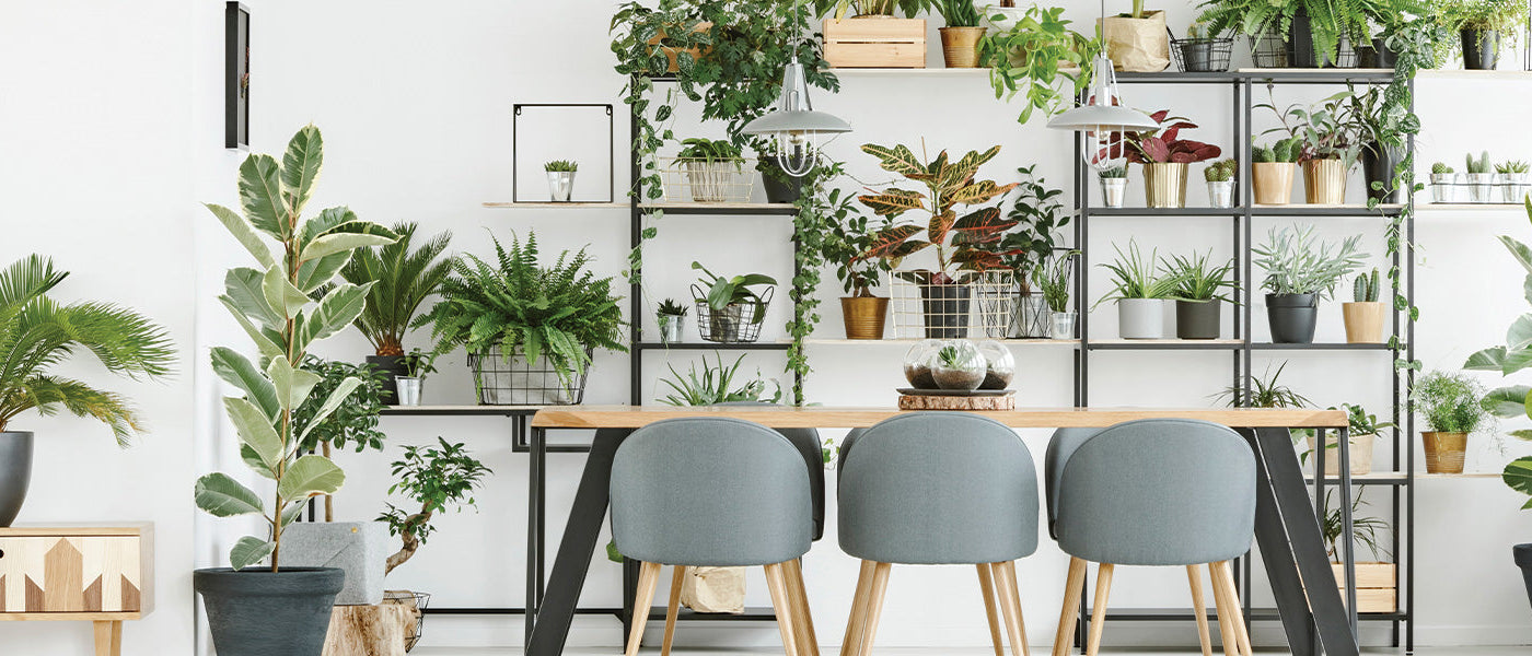 Plante à monnaie chinoise - Pilea peperomioides