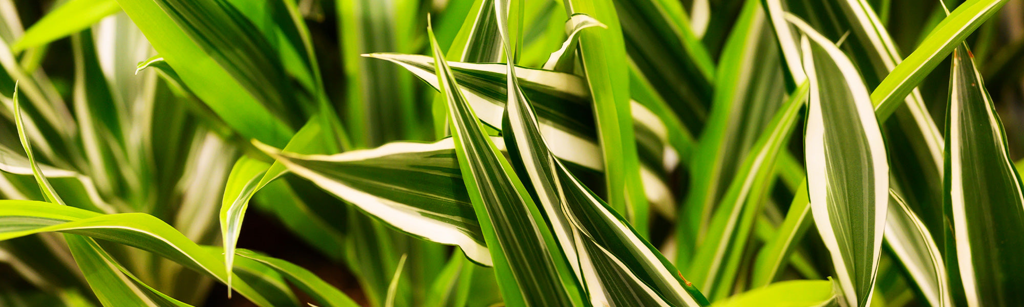 Dracaena surculosa