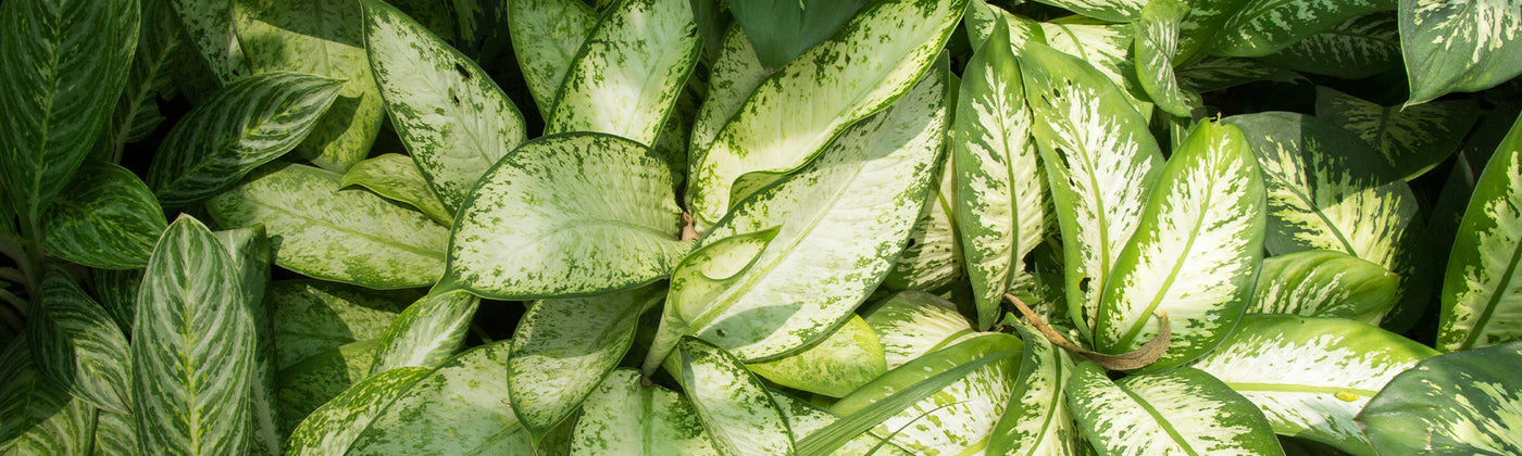 Dieffenbachia