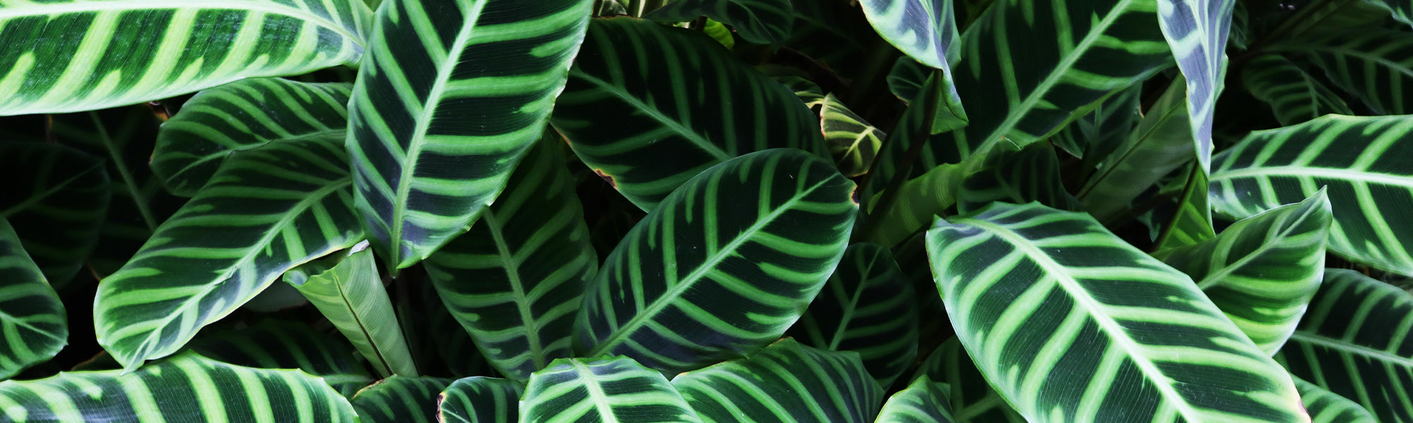 Calathea mosaïque - Calathea musaica