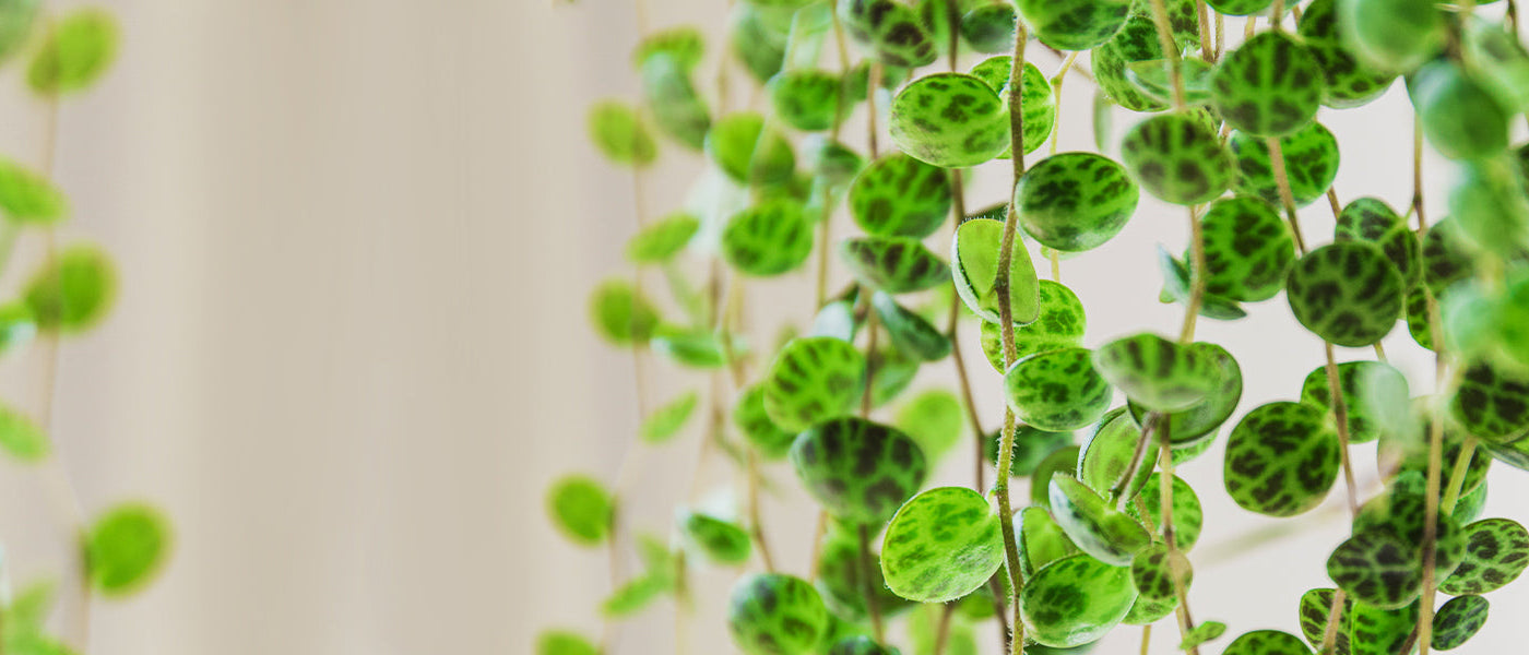 Peperomia pastèque - Peperomia argyreia