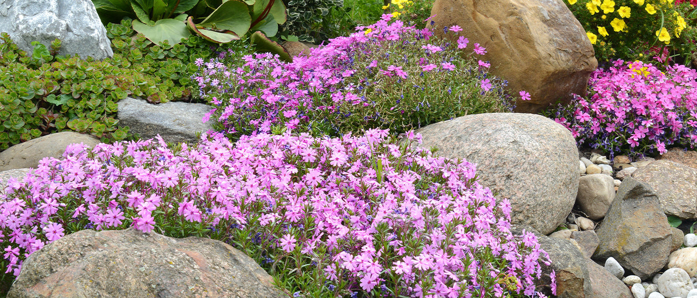 Plantes vivaces pour rocailles